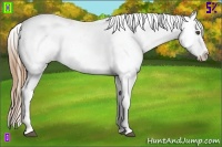 Horse Color:Chestnut Appaloosa