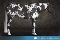 Horse Color:White Spotted Smoky Black