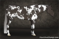 Horse Color:White Spotted Smoky Black 
