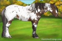 Horse Color:White Spotted Buckskin Appaloosa 
