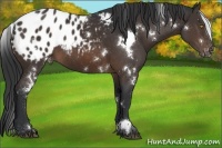Horse Color:White Spotted Brown Appaloosa 