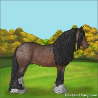 Horse Color:Bay Rabicano 