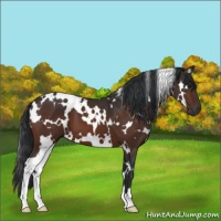 Horse Color:White Spotted Bay 
