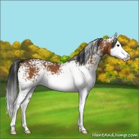 Horse Color:White Spotted Bay Splash 