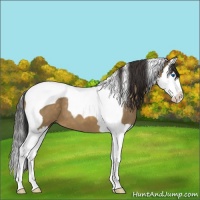 Horse Color:Buckskin Splash Tobiano 