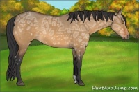 Horse Color:Bay Ice Dun 