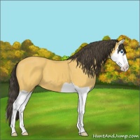 Horse Color:Buckskin Splash 