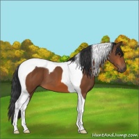 Horse Color:Bay Tobiano 