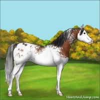 Horse Color:White Spotted Brown Splash Appaloosa Rabicano 