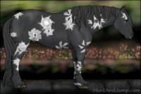 Horse Color:Black Ice 