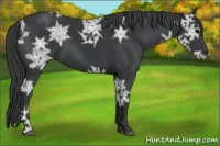Horse Color:Black Ice 