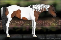 Horse Color:Bay Tobiano 
