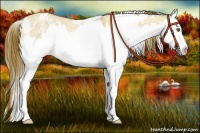 Horse Color:White Spotted Buckskin Roan Dun Splash Appaloosa Rabicano 