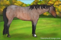 Horse Color:Bay Roan 