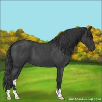 Horse Color:Blue Roan 