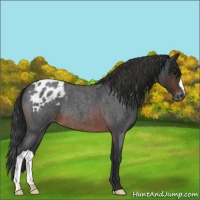 Horse Color:Brown Roan Varnish 