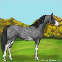 Horse Color:Blue Roan Sabino 