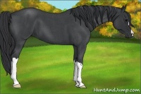 Horse Color:Blue Roan 