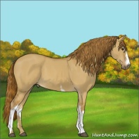 Horse Color:White Spotted Red Dun