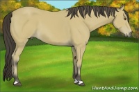 Horse Color:Buckskin 