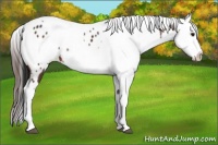 Horse Color:Bay Sabino Splash Appaloosa  and Brown Sabino Splash Appaloosa 