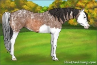 Horse Color:Bay Ice Splash 