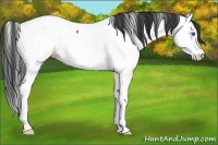 Horse Color:Bay Roan Splash Appaloosa 