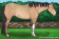 Horse Color:Amber Champagne Rabicano