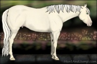 Horse Color:Gold Cream Champagne Roan 