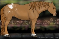 Horse Color:Chestnut Appaloosa 