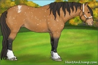 Horse Color:Bay Appaloosa