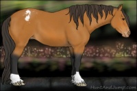 Horse Color:Bay Appaloosa 