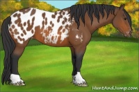 Horse Color:Bay Appaloosa 
