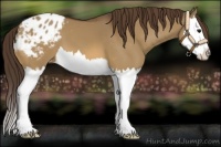 Horse Color:Bay Dun Splash Appaloosa