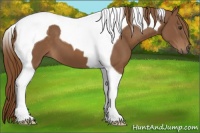 Horse Color:Chestnut Tobiano