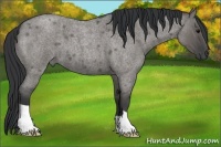 Horse Color:Grullo Roan 