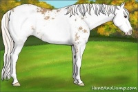 Horse Color:Palomino Sabino Appaloosa