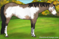 Horse Color:Gray Buckskin Dun Frame 