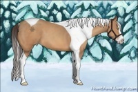 Horse Color:Amber Champagne Splash Tobiano Frame