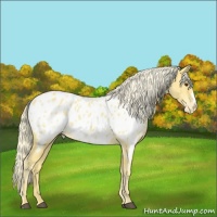 Horse Color:Palomino Appaloosa 