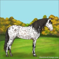 Horse Color:Brown Appaloosa
