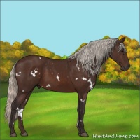 Horse Color:White Spotted Silver Brown