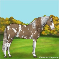 Horse Color:White Spotted Liver Red Dun Splash 