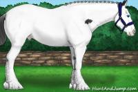 Horse Color:Black Splash Tobiano Appaloosa