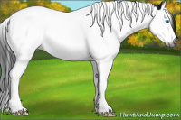 Horse Color:Gray Black Splash Tobiano Appaloosa