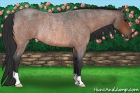 Horse Color:Brown Roan Rabicano 