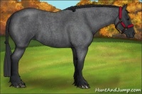 Horse Color:Blue Roan 