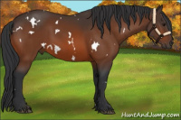 Horse Color:White Spotted Bay 