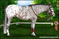 Horse Color:Brown Sabino Splash Near Leopard  and Brown Sabino Splash Blanket 