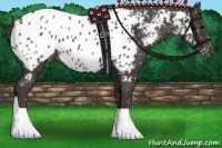 Horse Color:Smoky Black Appaloosa 